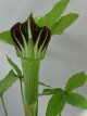 Arisaema jacquemontii