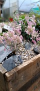 Allium meteoricum